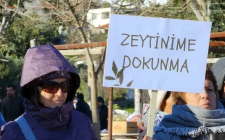 YASA ÇIKMADI AMA KANUN DELİNDİ  ZEYTİNCİLİK YASASI ANTİK KENT İASOS’TA DELİNDİ ‼️