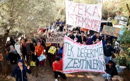 Bodrum’un 7 köyünde RES’ten kurtulma sevinci Zeytinlik ve ormanlık alanlar kurtuldu