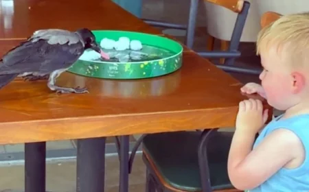 Aşırı sıcak kargayı bunalttı çarşıda kafeteryaya sığındı