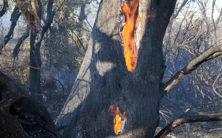 Bodrum’da yüzlerce zeytin ağacı kül oldu büyük korku yaşandı
