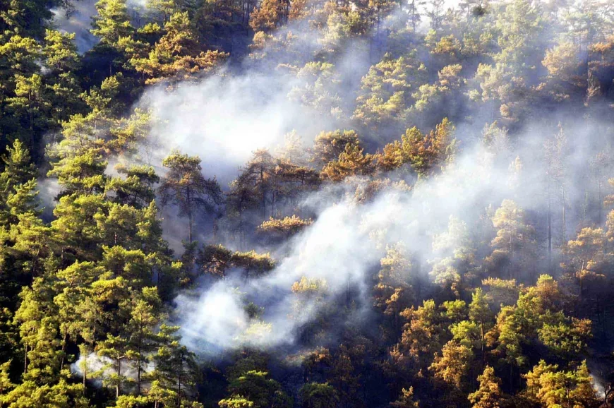 Muğla ve Aydın’da ard arda çıkan orman yangınları korkuttu