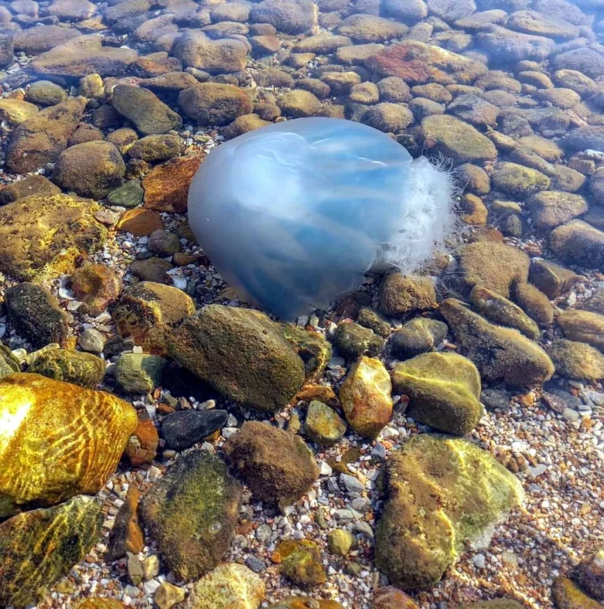 Ege’de mor denizanası paniği, haritası yayınlandı, Bodrum’da var