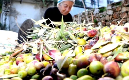 Muğla’da odalar ve borsalar zeytin yasası için ayakta