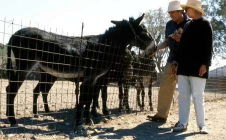 İran prensinin Eşek cenneti... Bodrum yakınlarında