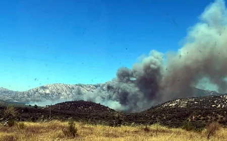 Milas’ta orman yangını başladı