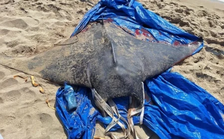 Akdeniz’de şeytan vatozları karaya vurdu, büyük korku yaşandı