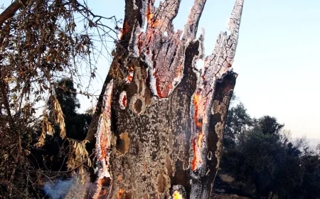 Zeytin ağaçları  kül oldu evler yanmaktan son anda kurtarıldı