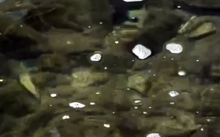 Ünlü oyuncu turistik Bodrum’daki deniz kirliliğine böyle isyan etti “Ülkesini seven , denizi seven tüm insanlarımıza sesleniyorum lütfen duyarlı olalım”