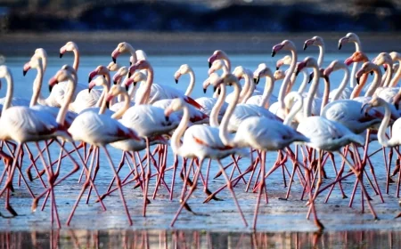 Flamingo cenneti sakin şehir olacak