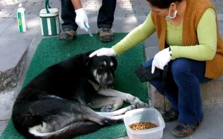 Bodrum’da kedi ve köpekleri zehirleyen kişiye 2 yıl 6 ay hapis cezası verildi