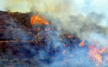 Aydın'da tarım arazisi yangını ormanı kül etti