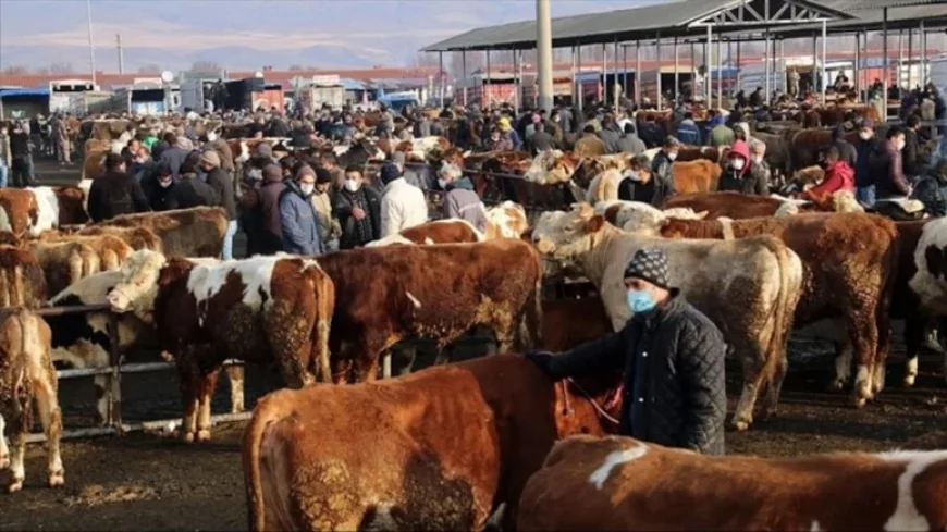 Bakanlıktan 81 ile ‘Acele’ kodlu yazı: Tüm hayvan pazarları kapatıldı