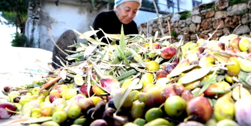 Muğla’da odalar ve borsalar zeytin yasası için ayakta