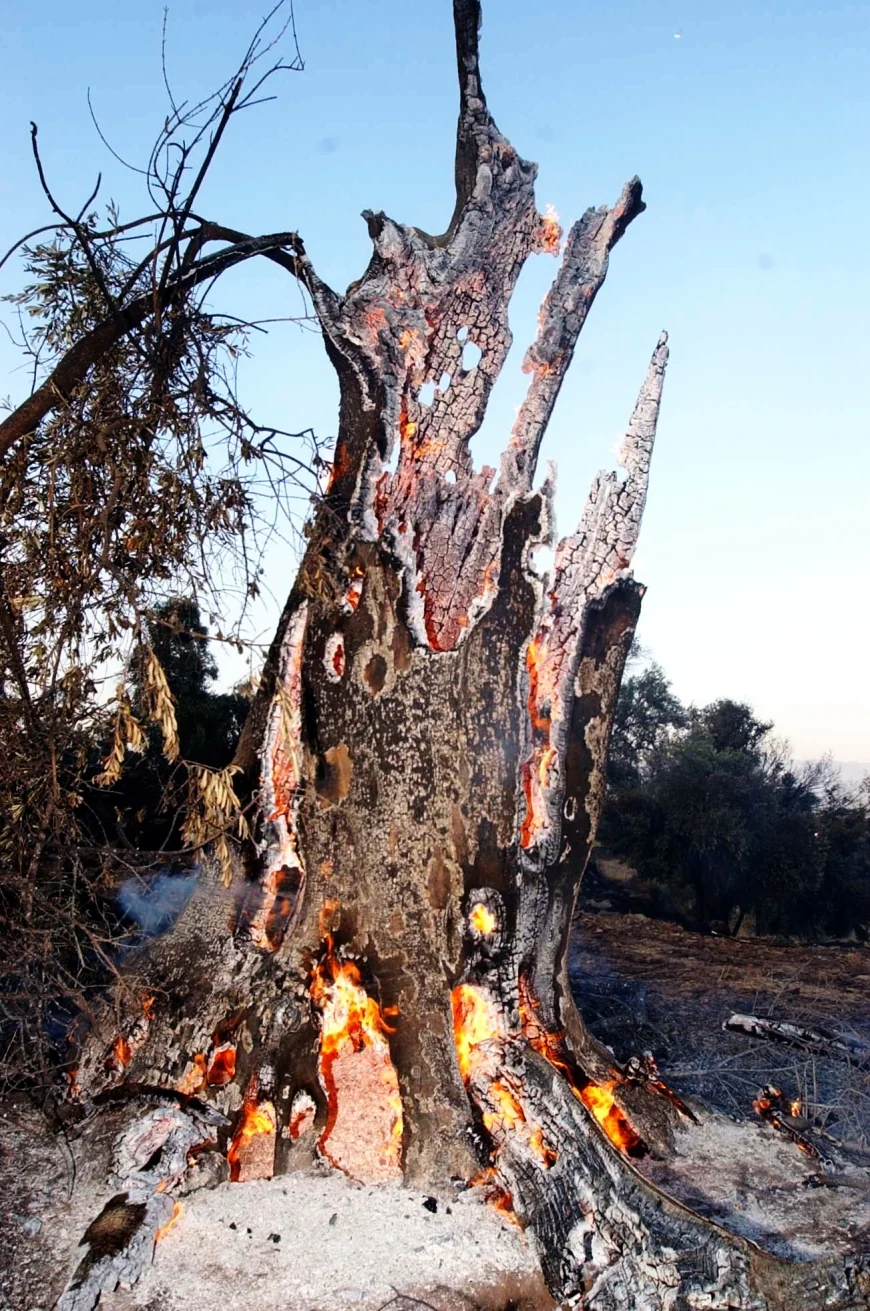 Zeytin ağaçları kül oldu evler yanmaktan son anda kurtarıldı