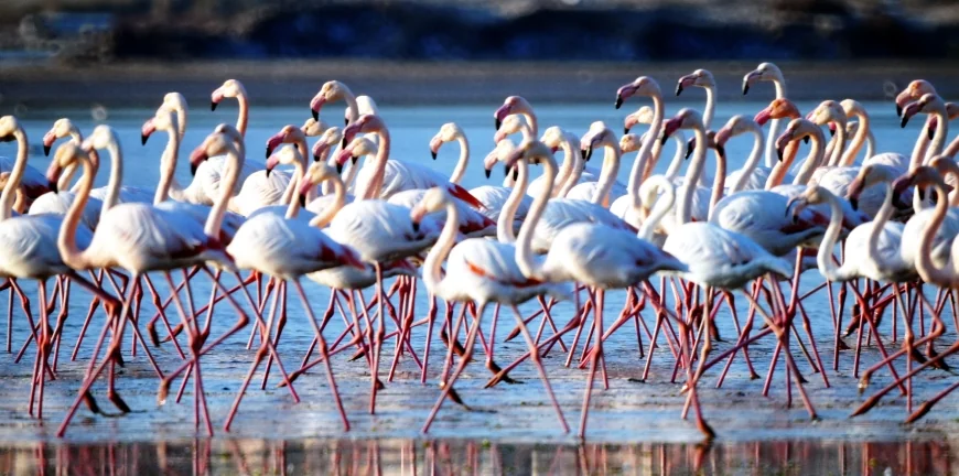 Flamingo cenneti sakin şehir olacak