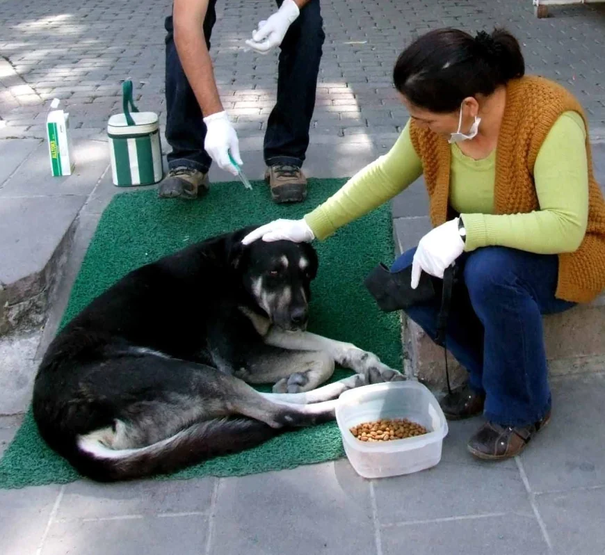 Bodrum’da kedi ve köpekleri zehirleyen kişiye 2 yıl 6 ay hapis cezası verildi