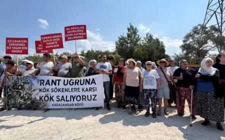 İKİZKÖY AKBELEN'DE ASIL ZEYTİN NÖBETİ ŞİMDİ BAŞLADI