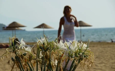 Kum zambaklarını koparmak 387 bin TL, ezmek ise bedava!