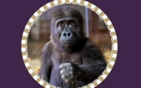 Hayvan Hakları Savunucuları Yavru Goril Zeytin’in peşine düştü “Hemen bırakın doğduğu topraklara gönderin”