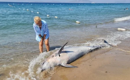 Bodrum’da nesli tükenmekte olan şişeburun Yunus karaya vurdu