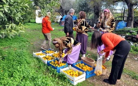 NARENCİYEDE  KARA YIL , REKOLTE YÜZDE 34 DÜŞTÜ