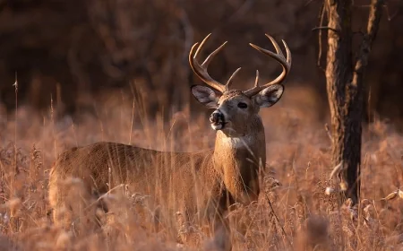 Geyik katliamına dur demek için eylem yapacaklar