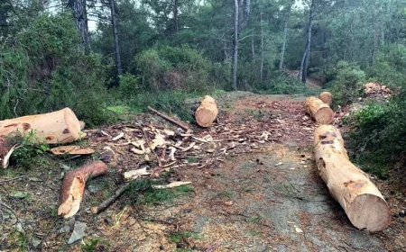 ORmanlarda maden arama hükümleri değiştirildi 
