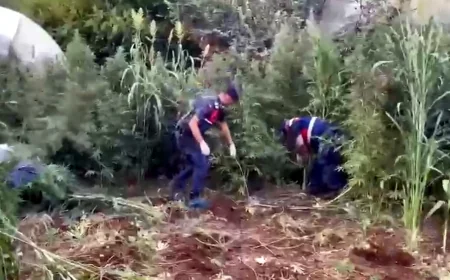 Mısır tarlasını uyuşturucu tarlasına çeviren karı koca tutuklandı