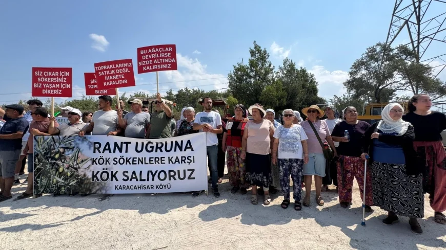 İKİZKÖY AKBELEN'DE ASIL ZEYTİN NÖBETİ ŞİMDİ BAŞLADI