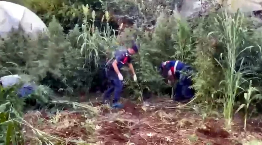 Mısır tarlasını uyuşturucu tarlasına çeviren karı koca tutuklandı