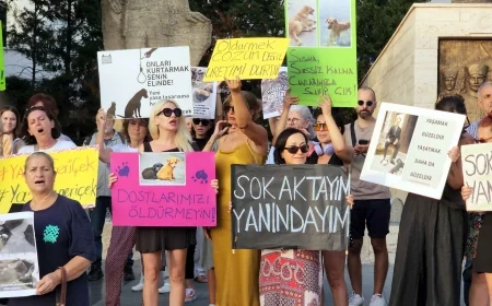 Muğla Valiliği sahipsiz köpeklerin sayımını başlattı,, hayvanseverler tepki gösterdi