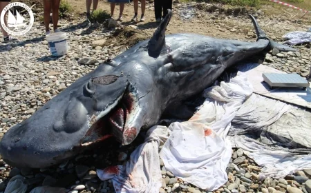 Ege’de nesli tükenmekte olan  genç mavi balina ölü bulundu