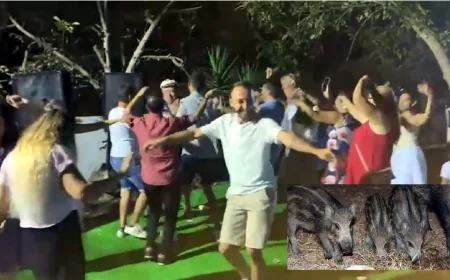 Bodrum’daki düğünün sürpriz konukları DOMUZLAR OLDU
