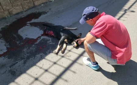 Torba Mahallesi yarış pistine döndü, olan canlara oldu, bugün yine bir köpek öldürüldü