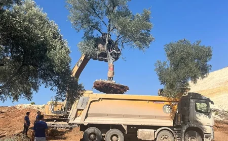 İkizköy- Akbelen'de kömürcü şirket zeytin ağaçlarını taşıdı Muğla ayağa kalktı. EKOLOJİK VE EKONOMİK YIKIM
