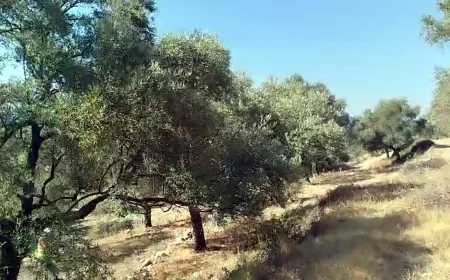 KALMASIN ZEYTİNLİKLER.... Bodrum’da zeytinlik alan otel alanına çevrildi