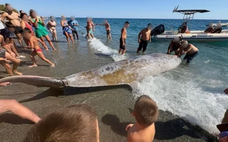 Akdeniz’de dev balinalar turistik adanın kıyılarına vurdu