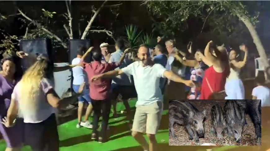 Bodrum’daki düğünün sürpriz konukları DOMUZLAR OLDU