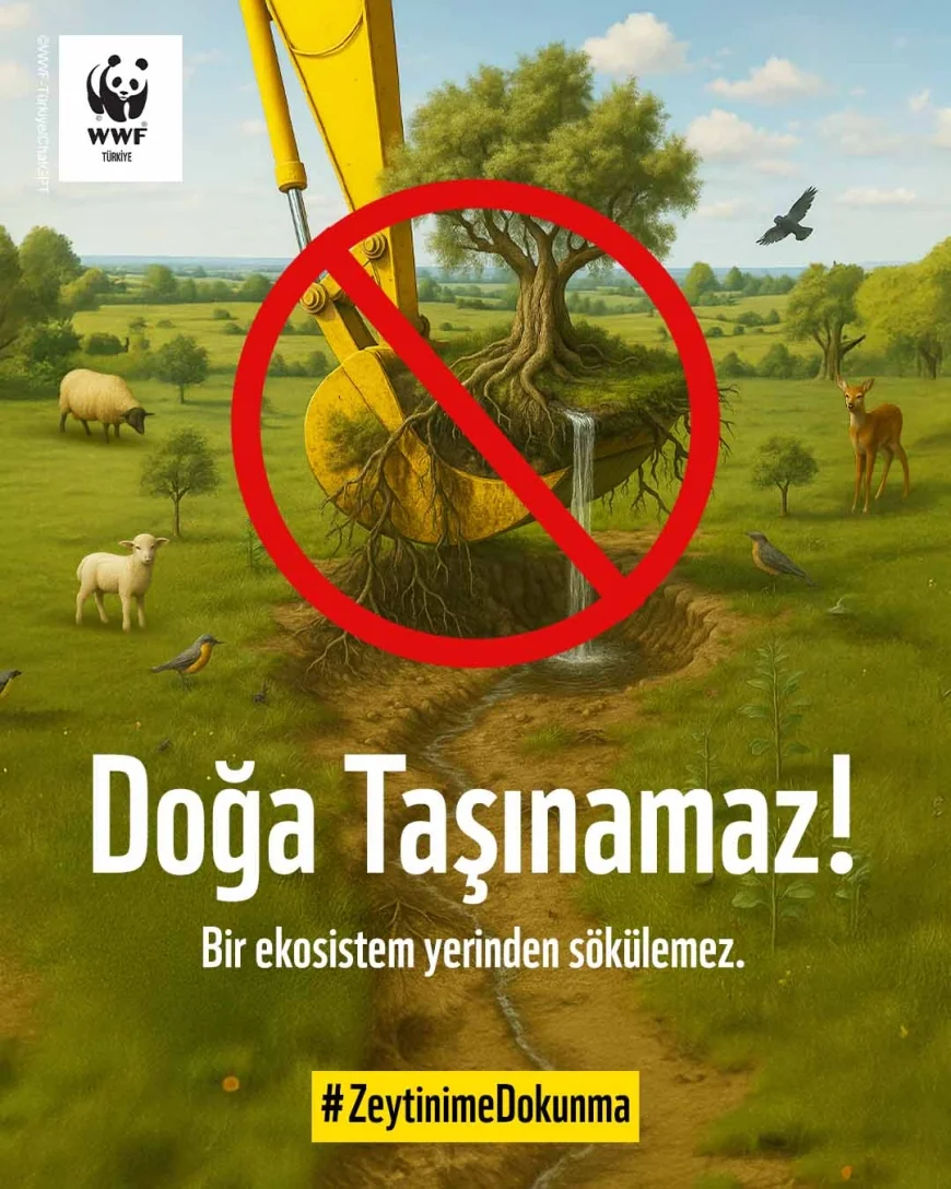 WWF-Türkiye'den Anayasa Mahkemesi'ne İkizköy Akbelen Çağrısı:“Doğa Taşınamaz, Ekosistem Yerinden Edilemez”