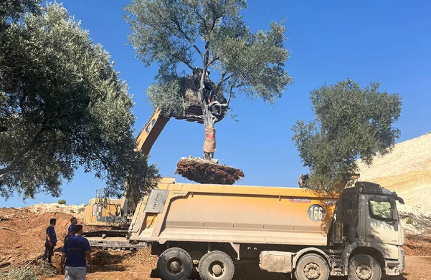 İkizköy- Akbelen'de kömürcü şirket zeytin ağaçlarını taşıdı Muğla ayağa kalktı. EKOLOJİK VE EKONOMİK YIKIM