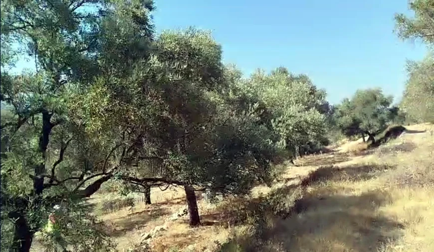 KALMASIN ZEYTİNLİKLER.... Bodrum’da zeytinlik alan otel alanına çevrildi