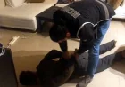 Bodrum’da göçmen kaçakçılığı çetesi çökertildi, 18 kişi tutuklandı