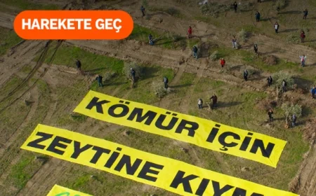Greenpeace  Akbelen’e destek  kampanyası başlattı