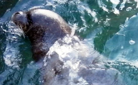 AKdeniz foku kıyıya geldi karaya çıktı, yardım istedi , beklenen yardım saatlerce gelmedi öldü