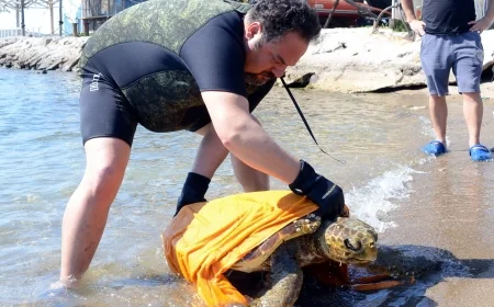 Caretta Carettaların elle beslenmesi yasaklandı