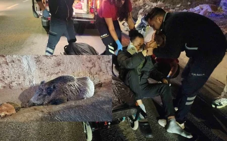 Motosikletli ile domuz çarpıştı, vatandaş hastaneye, domuz veterinere