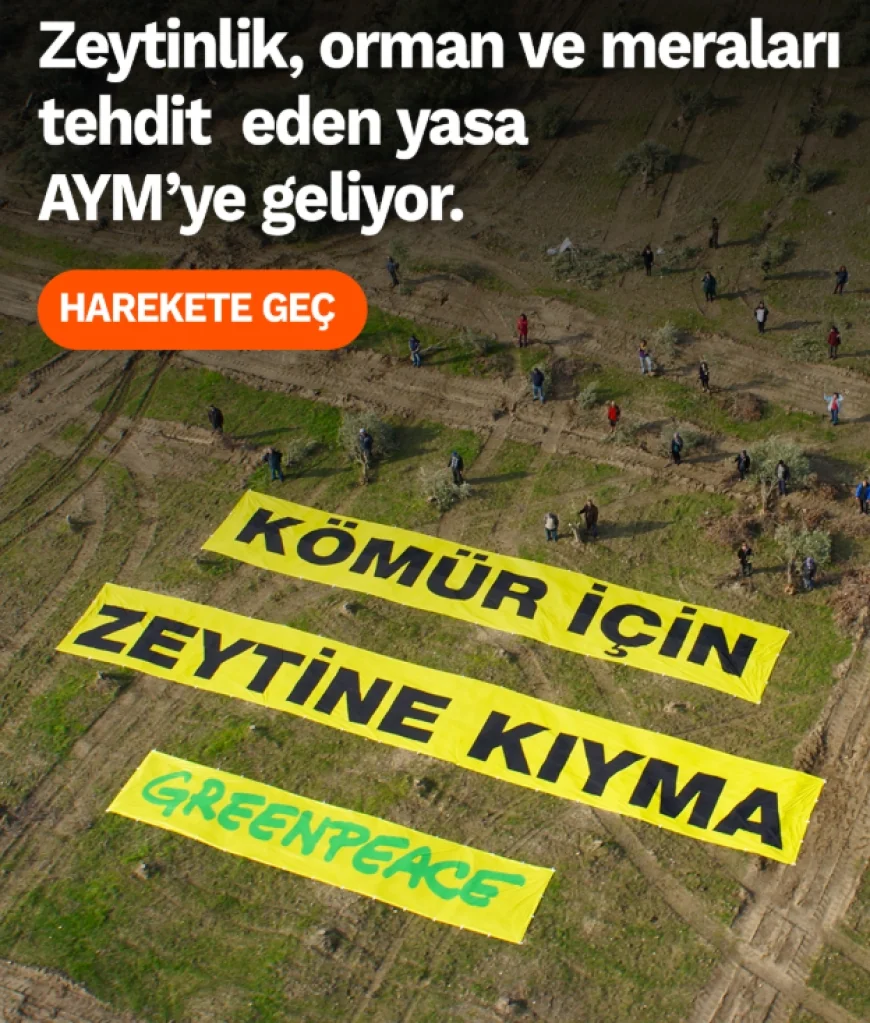   Greenpeace  Akbelen’e destek  kampanyası başlattı