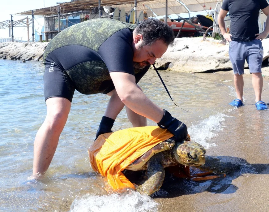 Caretta Carettaların elle beslenmesi yasaklandı