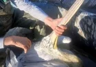 Gagasına olta iğnesi takılan pelikanı balıkçıların dikkati kurtardı