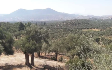 Milas dağları yağmalandı sıra bereket dolu tarım alanlarına geldi, Mobil Yerleşim kampanyaları isyan ettirdi